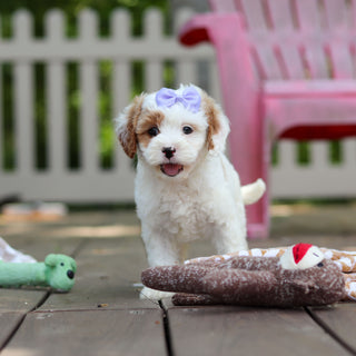 Dolly - Available 6/4