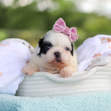 Cammie - Available 9/24