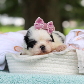 Cammie - Available 9/24