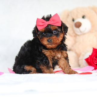 Elphie - Available Now