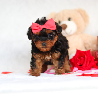 Elphie - Available Now