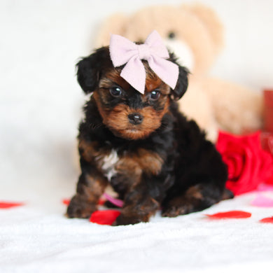 Glinda - Available 3/5