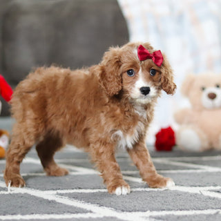 Aliya - Available Now