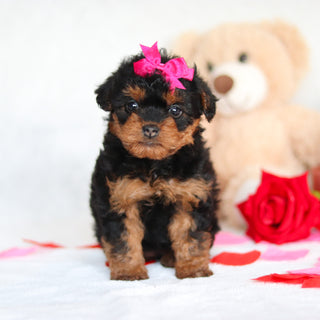 Nessa - Available Now