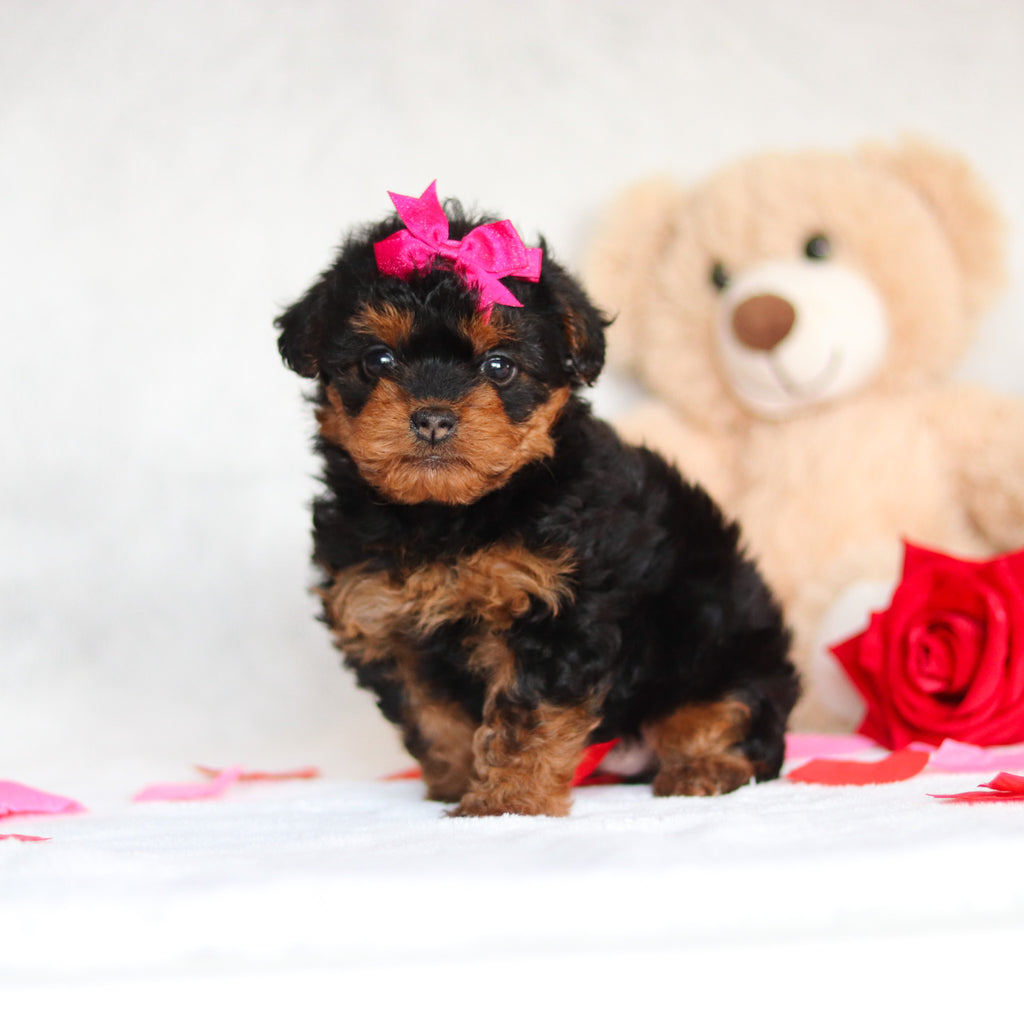 Nessa - Available Now