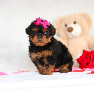 Nessa - Available Now