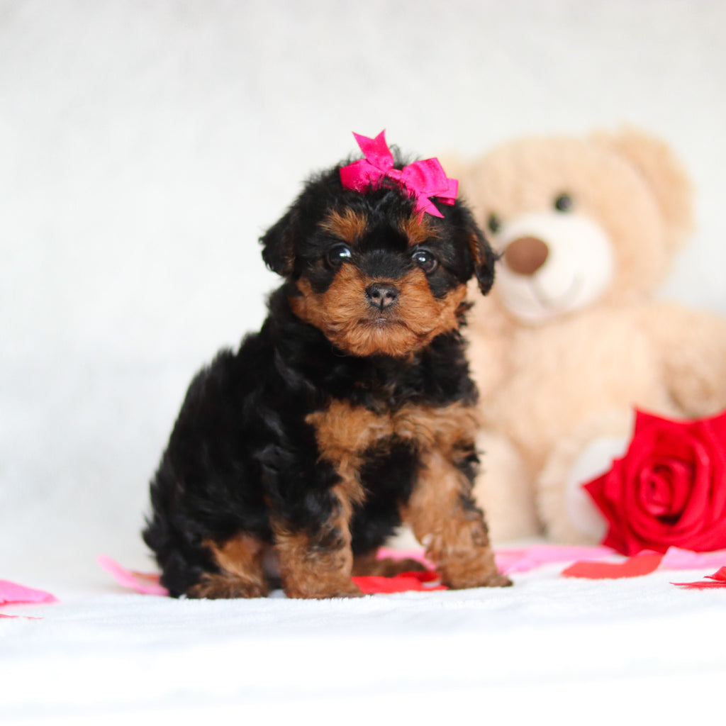 Nessa - Available Now