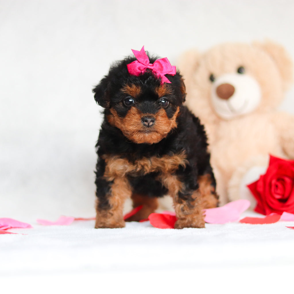 Nessa - Available Now