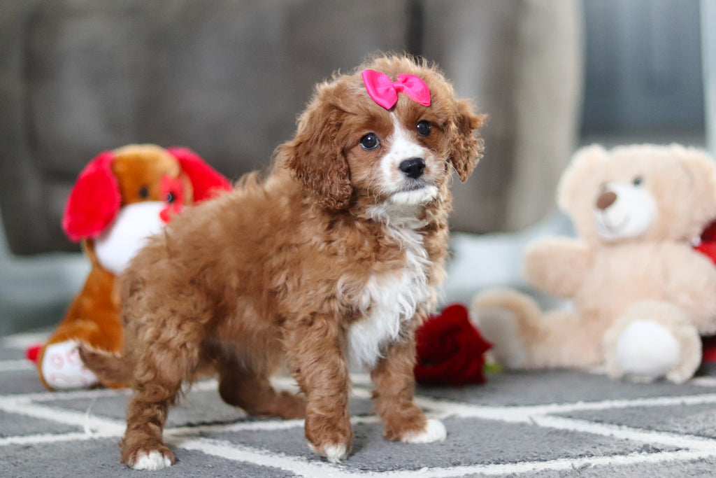 Alani - Available Now