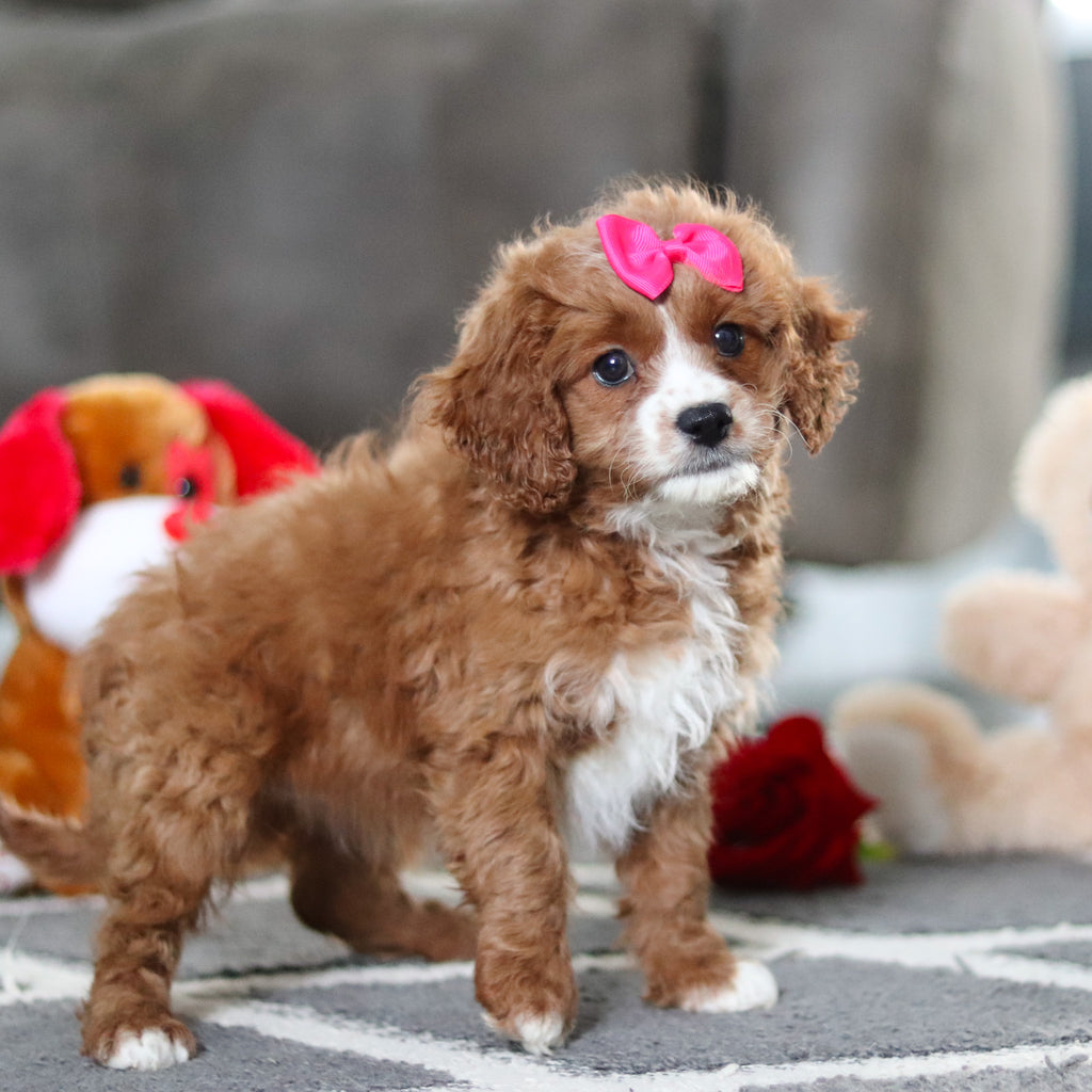 Alani - Available Now