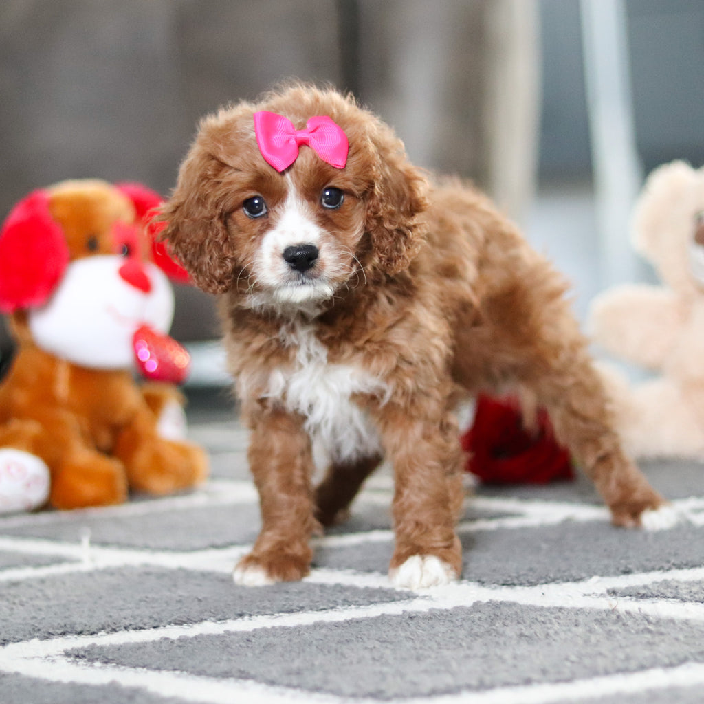 Alani - Available Now