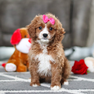 Alani - Available Now