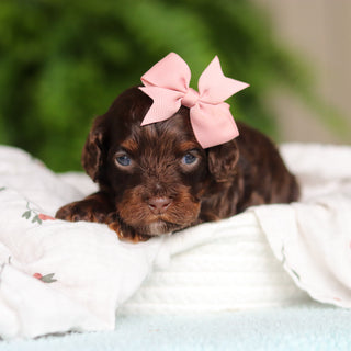 Junie - Available 8/27