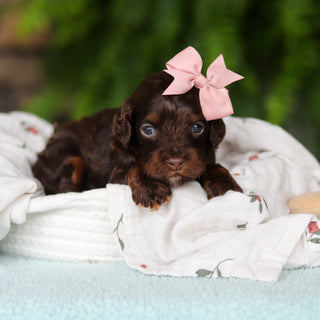 Junie - Available 8/27