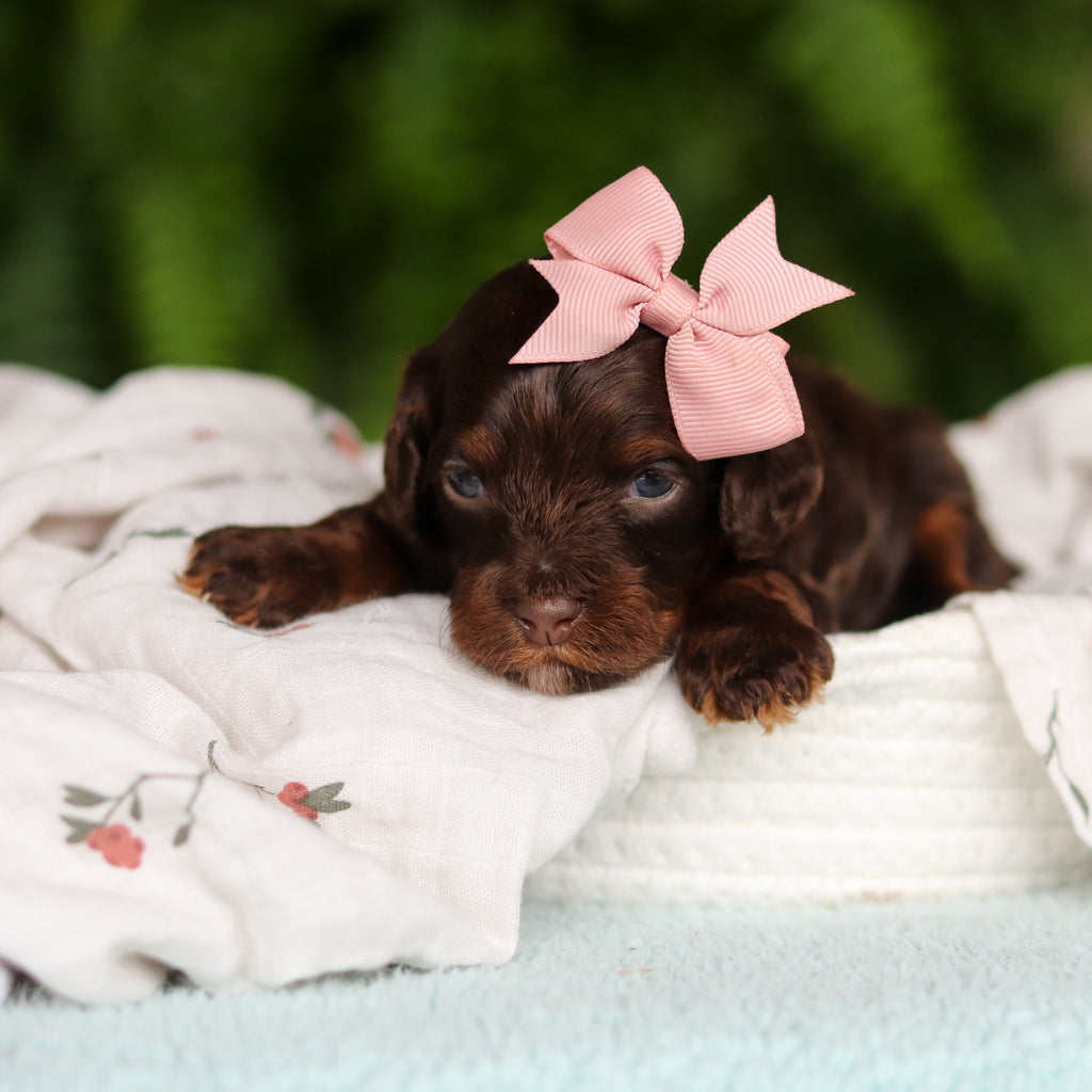 Junie - Available 8/27