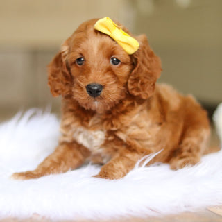 Nancy - Available 6/4