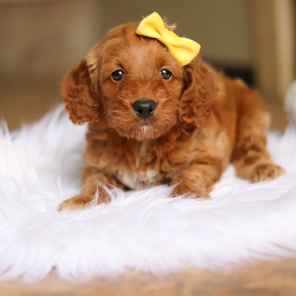 Nancy - Available 6/4