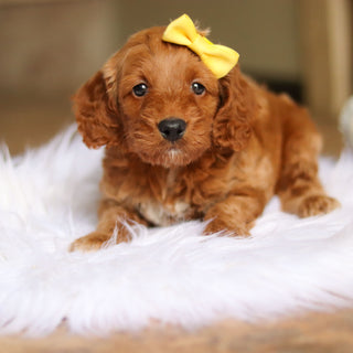 Nancy - Available 6/4