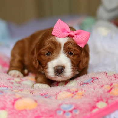 Winifred - Available 4/23