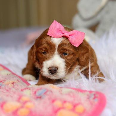 Winifred - Available 4/23