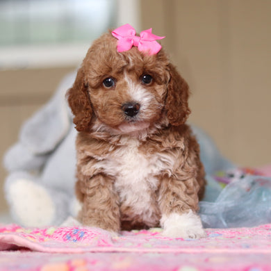 Wynona - Available 4/23