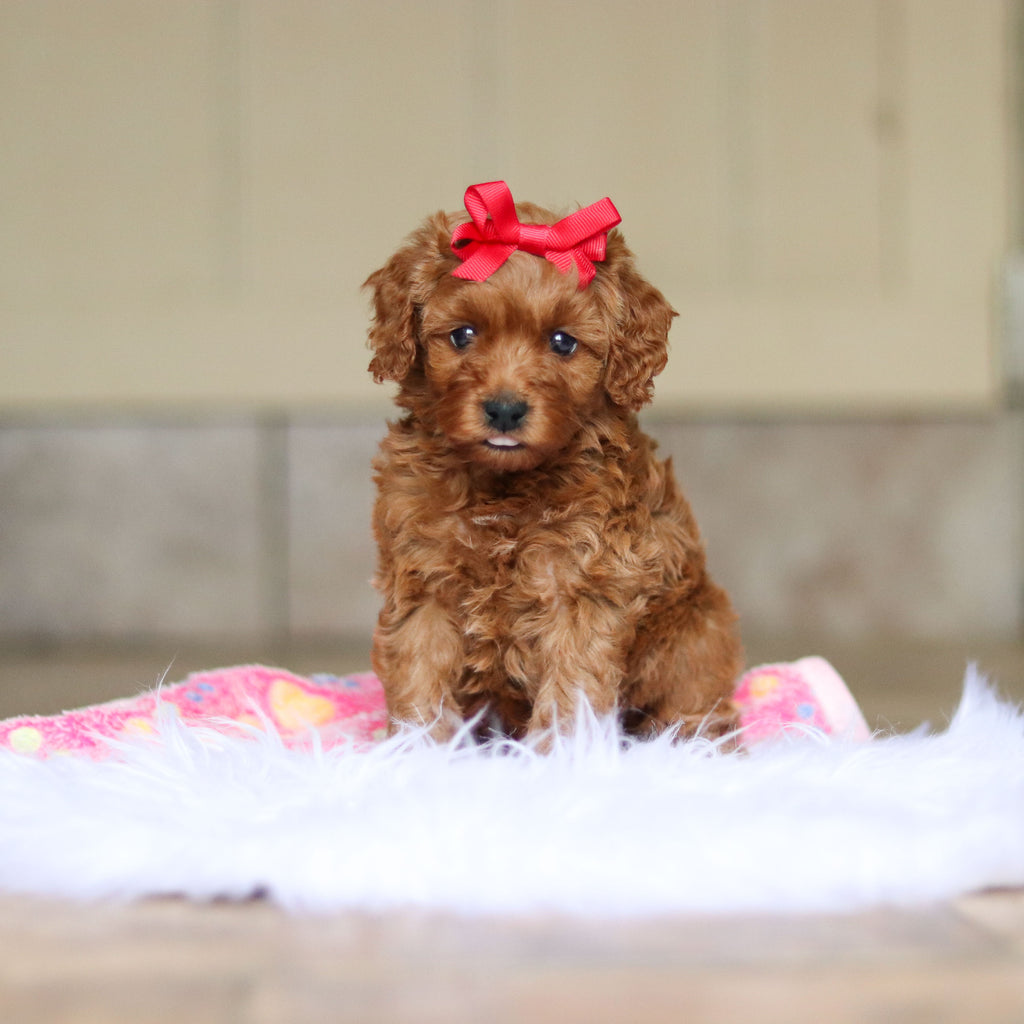 Nicky - Available 6/5