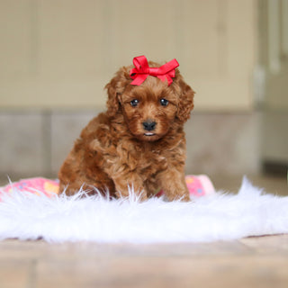 Nicky - Available 6/5