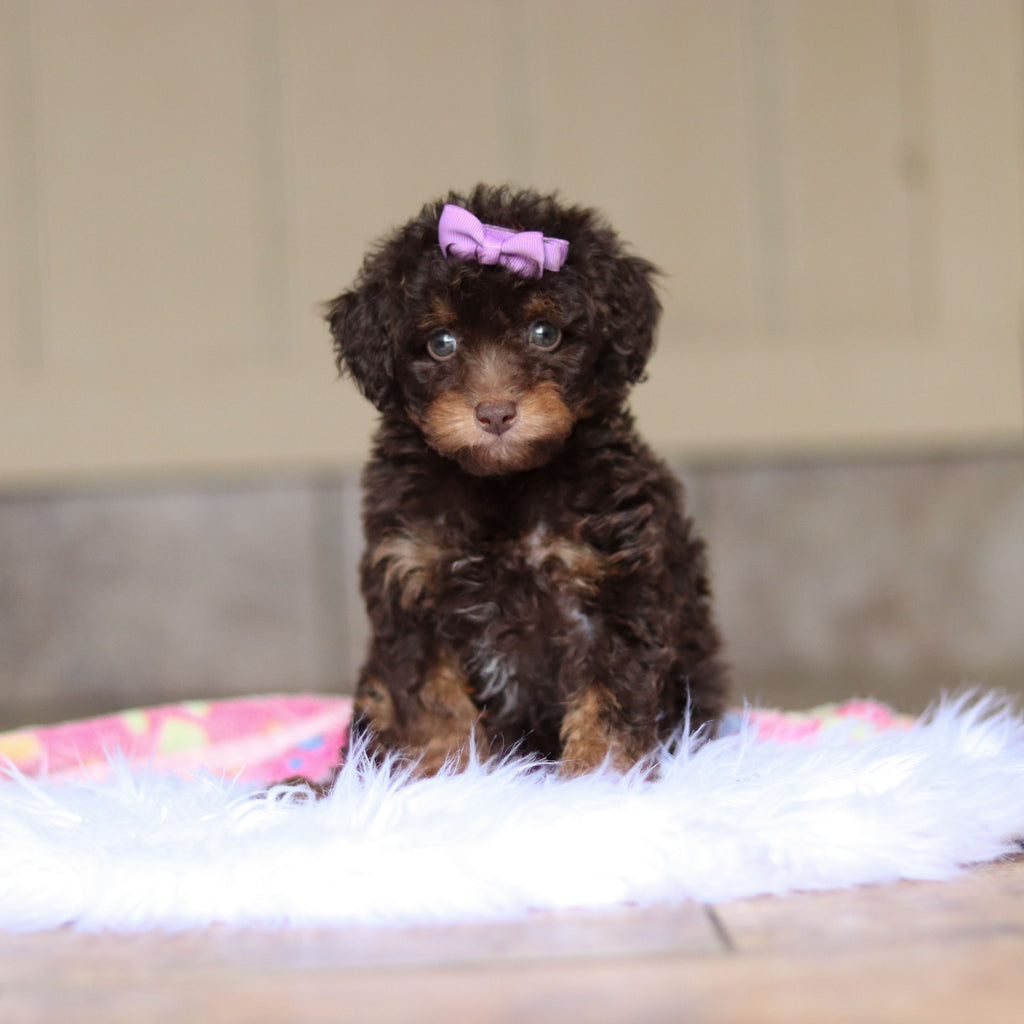 Rita - Available Now