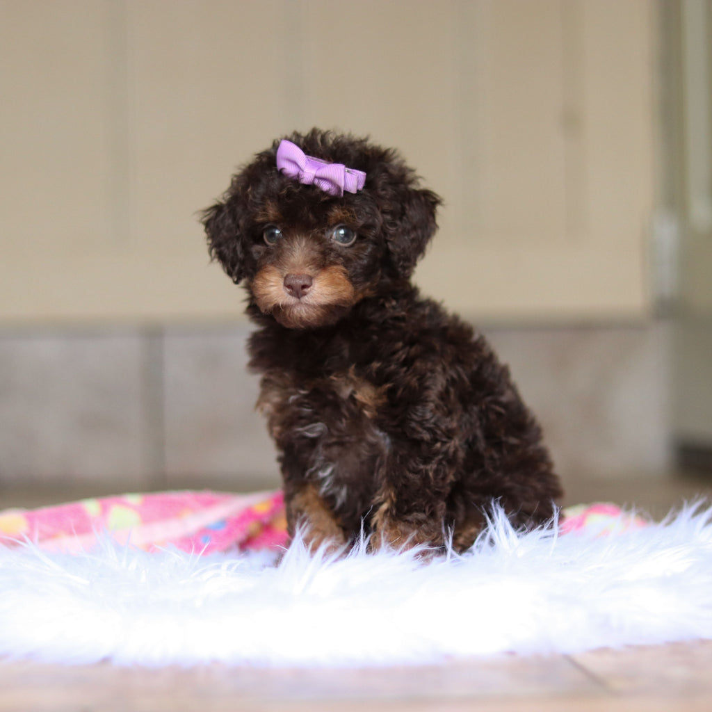 Rita - Available Now