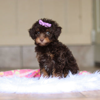 Rita - Available Now