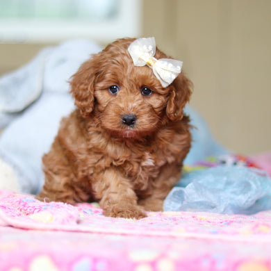 Winnie - Available 4/23