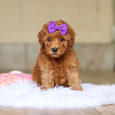 Nellie - Available 6/4
