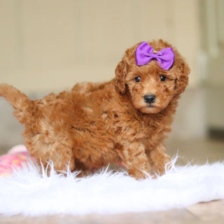 Nellie - Available 6/5