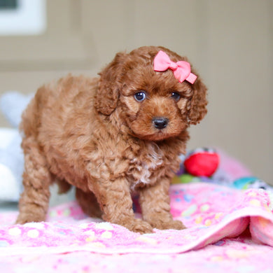 Winslow - Available 4/23