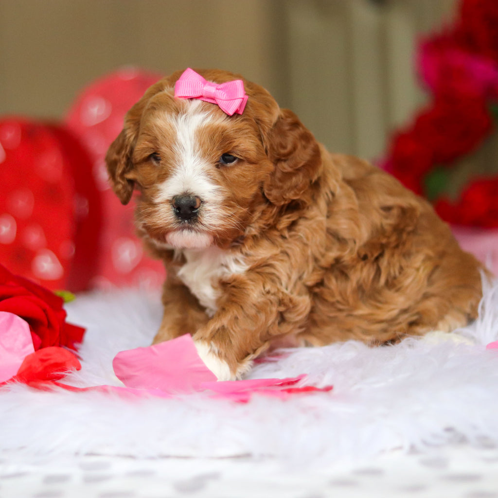 Eliza - Available Now