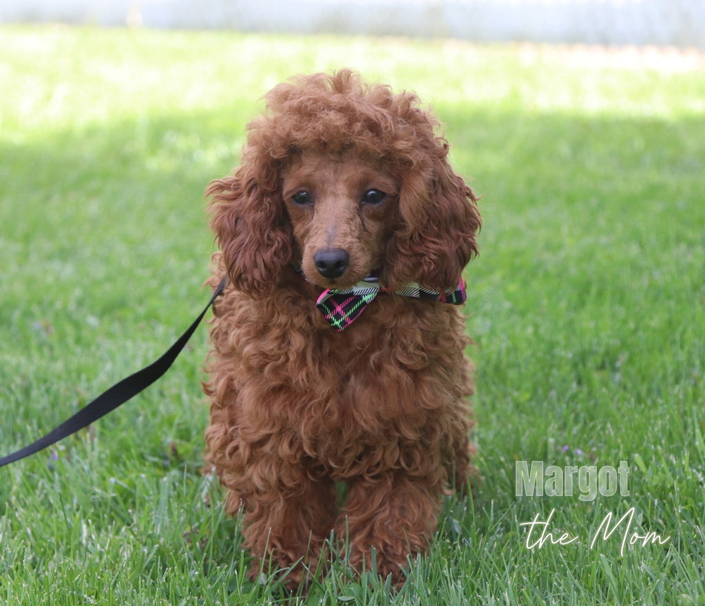 Custer - Available Now