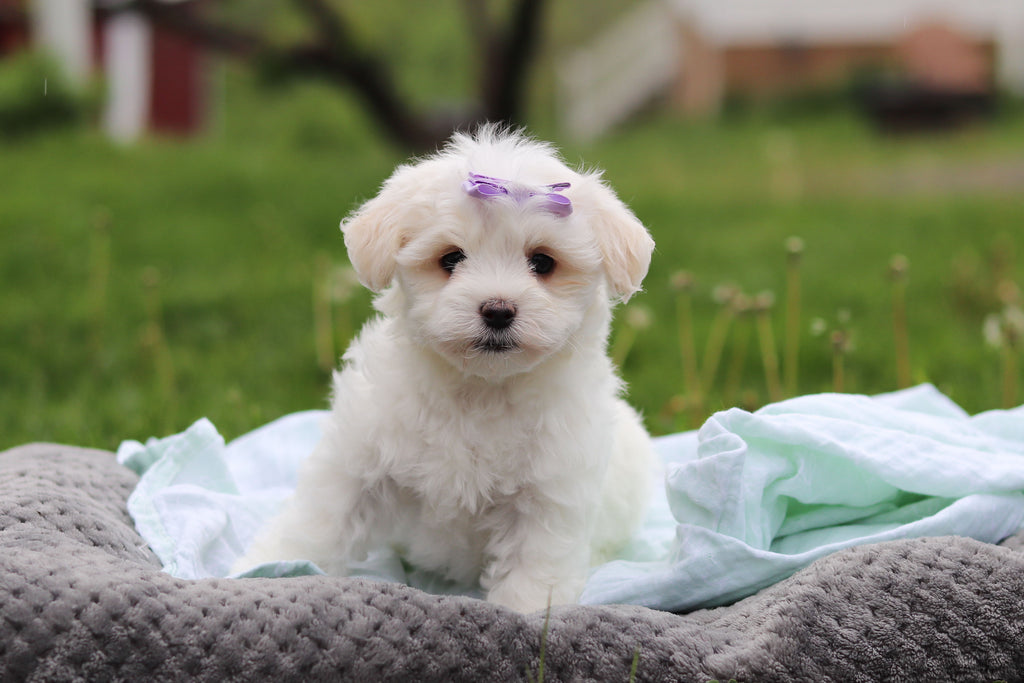 Honey - Available 5/14