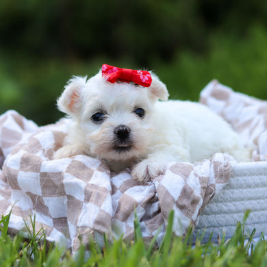 Marshmallow - Available 6/18