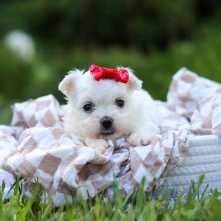 Marshmallow - Available 6/18