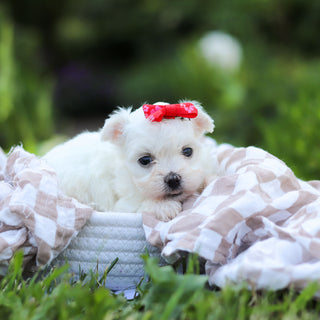 Marshmallow - Available 6/18
