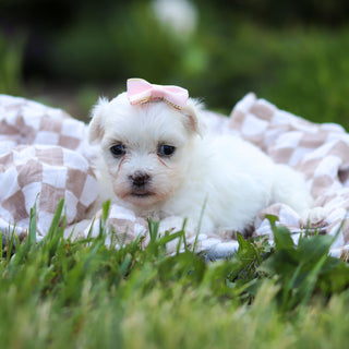 Margot - Available 6/18