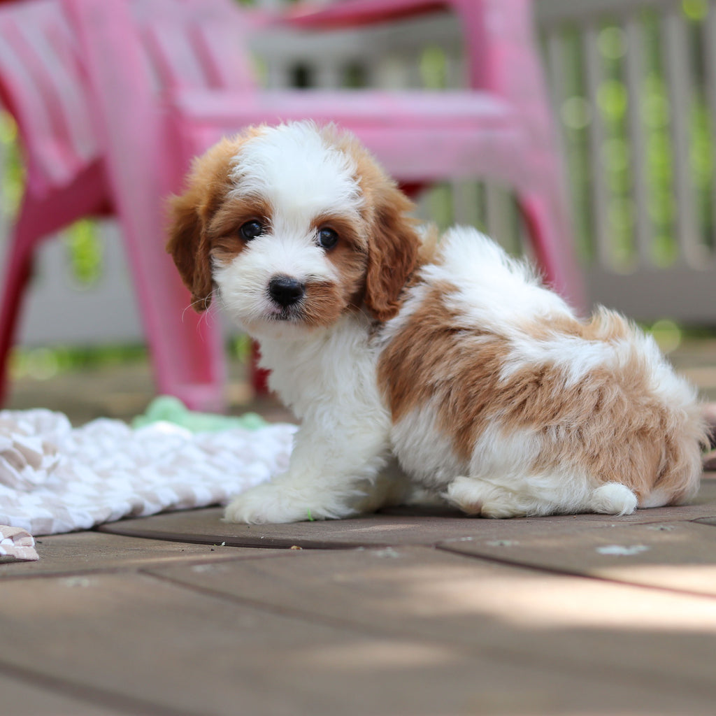 Dash - Available 6/4