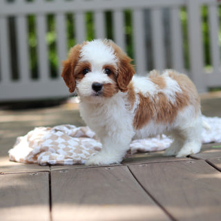 Dash - Available 6/4