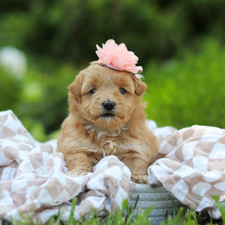Penelope - Available 6/25