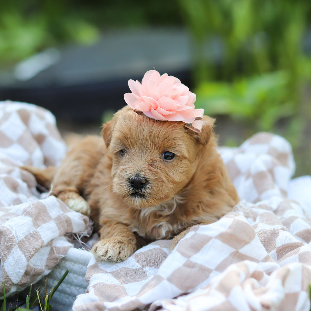 Penelope - Available 6/25