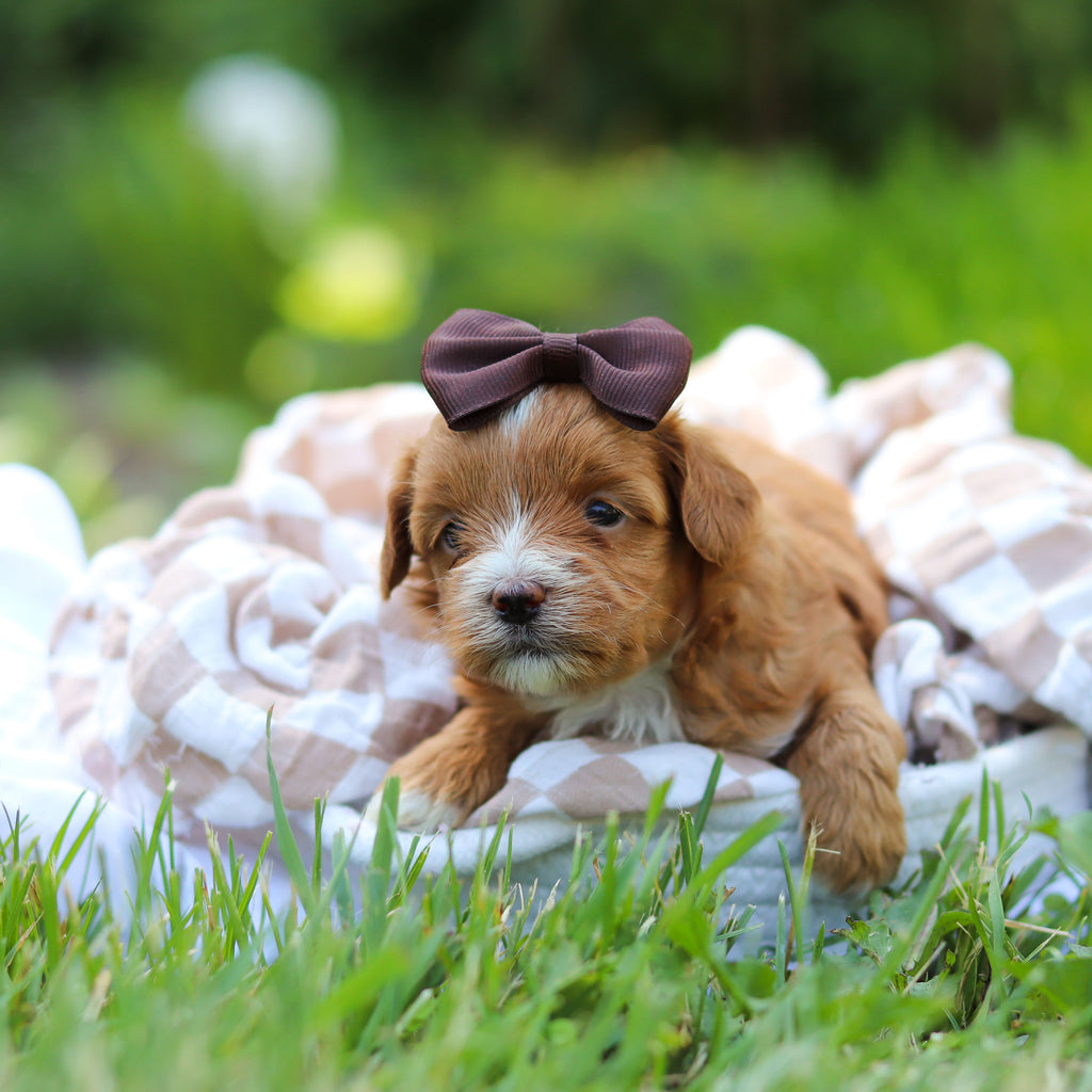 Peggy - Available 6/25