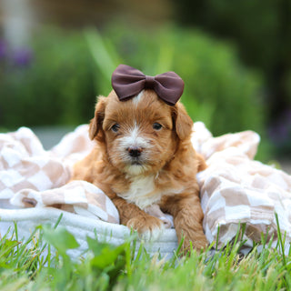 Peggy - Available 6/25