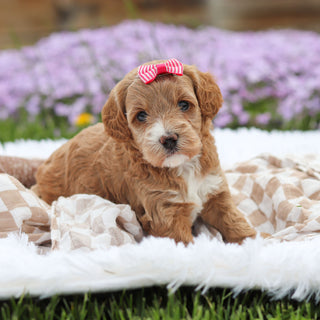 Aspen - Available 5/21