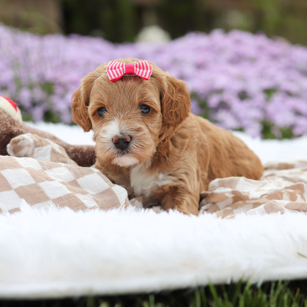 Aspen - Available 5/21