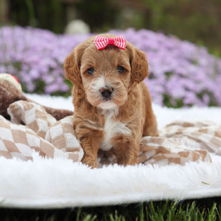 Aspen - Available 5/21